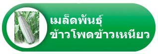 เมล็ดพันธุ์ข้าวโพดข้าวเหนียว