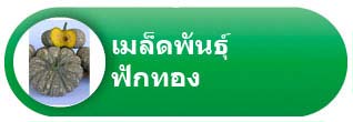 ฟักทอง