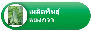 เมล็ดพันธุ์แตงกวา