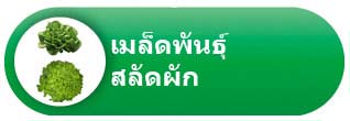 เมล็ดพันธุ์สลัดผัก