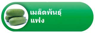 เมล็ดพันธุ์เมล่อน