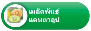 เมล็ดพันธุ์แคนตาลูป