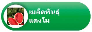 เมล็ดพันธุ์แตงโม