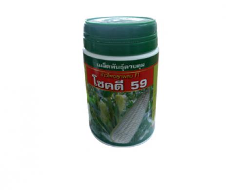 เมล็ดพันธุ์ข้าวโพด โชคดี 59(การปลูก)