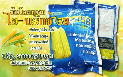 ข้าวโพดไฮบริกซ์58