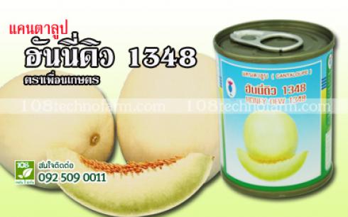 แคนตาลูปฮันนี่ดิว-1348