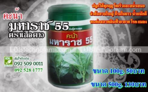 คะน้ามหาราช55