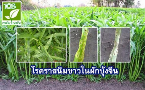 โรคราสนิมขาวในผักบุ้งจีน