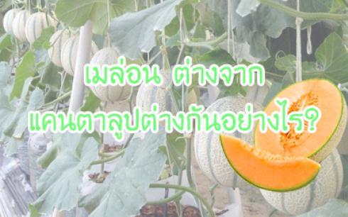 เมล่อน ต่างจาก แคนตาลูปต่างกันอย่างไร