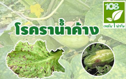 โรคราน้ำค้าง