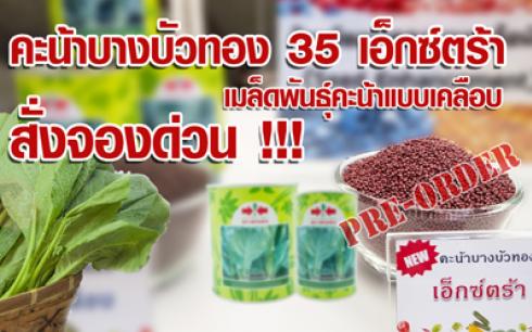 สั่งจองด่วน!!!  สินค้าใหม่ คะน้าบางบัวทอง 35 เอ็กซ์ตร้า