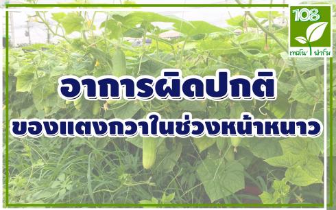 อาการผิดปกติ ของแตงกวาในช่วงหน้าหนาว