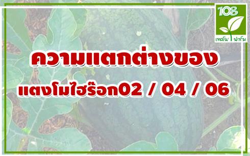 ความแตกต่าง แตงโมไฮร๊อก02 แตงโมไฮร๊อก04 และแตงโมไฮร๊อก06