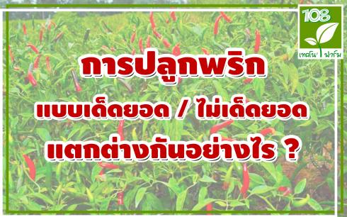 การปลูกพริกแบบเด็ดยอด และไม่เด็ดยอด แตกต่างกันอย่างไร?