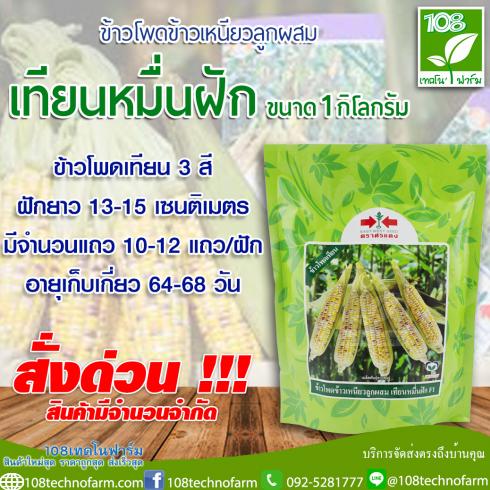 สินค้าใหม่ ข้าวโพดข้าวเหนียวเทียนหมื่นฝัก