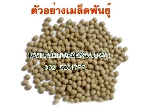 สลัดผักกรีนคอรัล Green Coral-Locarno RZ