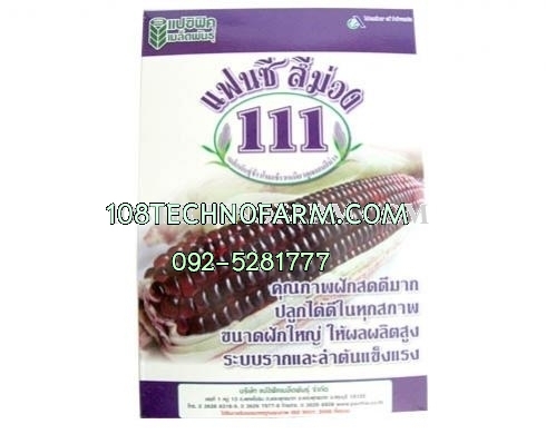 ข้าวโพดข้าวเหนียวแฟนซีสีม่วง 111