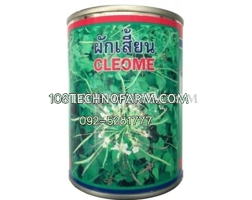 ผักเสี้ยนภูเขาทอง 60g