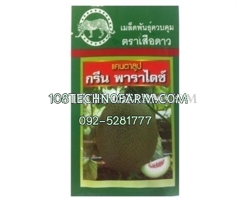 แคนตาลูปกรีน พาราไดซ์ 100เมล็ด