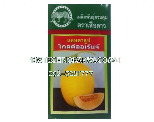 แคนตาลูปโกลด์ออเร้นจ์ 100เมล็ด