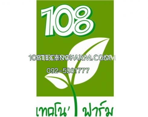 ผักกาดขาวปลีห่อแน่น (ลุ้ย) #1 100g /400g 