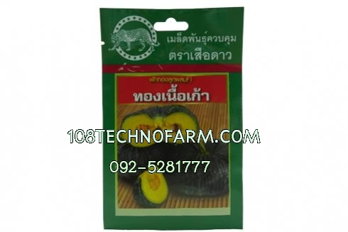 ฟักทองทองเนื้อเก้า ซอง/100g./50g.